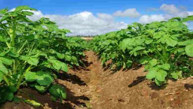 Potato harvest