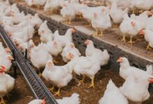 Poultry farming