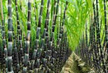 Sugarcane farming