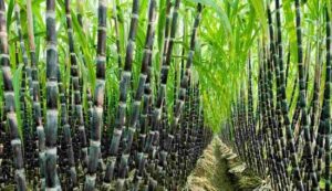 Sugarcane farming