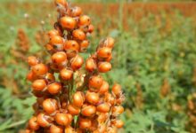 Sweet sorghum