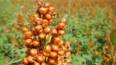 Sweet sorghum