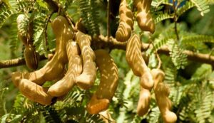 Tamarind cultivation