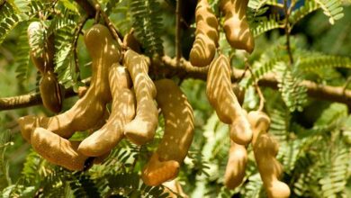 Tamarind cultivation