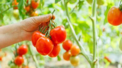 Tomato cultivation