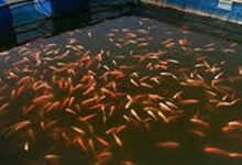 Winter fish farming tips