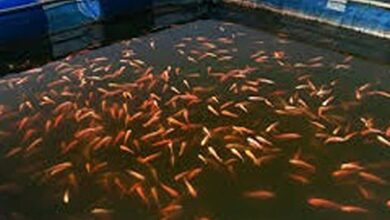 Winter fish farming tips