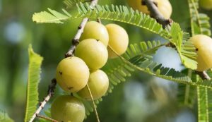 Amla crop diseases