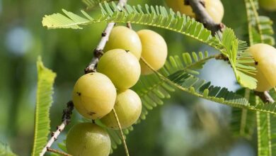 Amla crop diseases