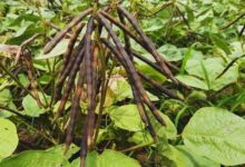 Cultivation of moong dal