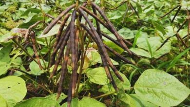 Cultivation of moong dal