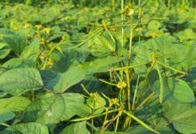 Cultivation of mung bean