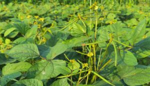 Cultivation of mung bean