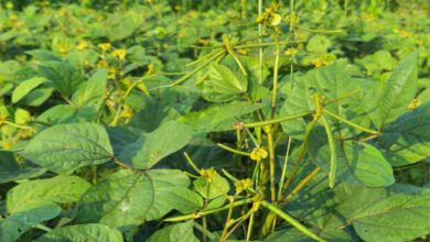 Cultivation of mung bean