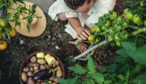 Cultivation of vegetables