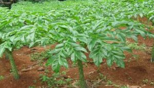 Cultivation of yam