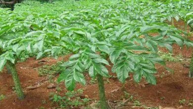 Cultivation of yam