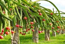 Dragon fruit cultivation