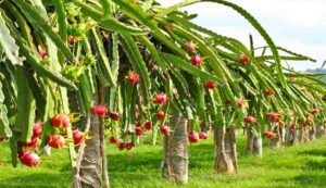 Dragon fruit cultivation