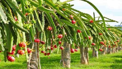 Dragon fruit cultivation