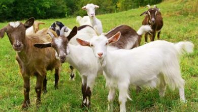 Goat farming