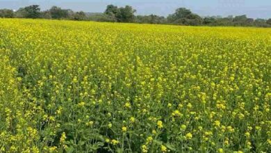 Irrigation of rabi crops