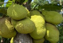 Leaf spot disease in jackfruit