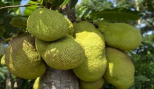 Leaf spot disease in jackfruit