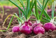 Onion cultivation