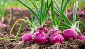 Onion cultivation