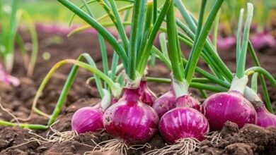 Onion cultivation