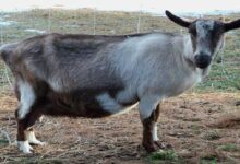 Osmanabadi goat farming