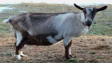 Osmanabadi goat farming