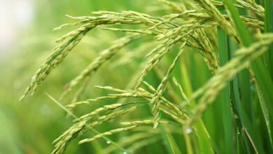 Paddy cultivation