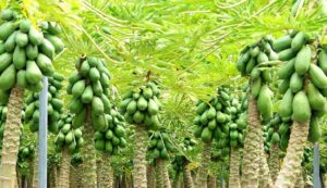 Papaya cultivation