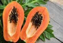 Papaya farming