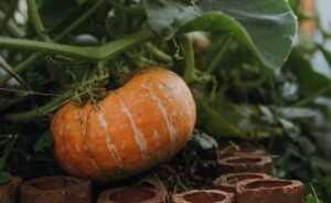 Pumpkin cultivation