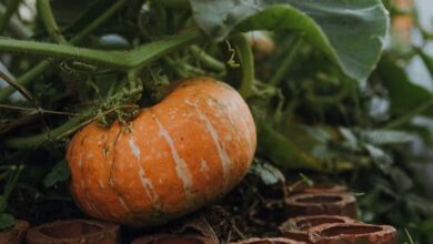 Pumpkin cultivation