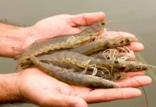 Shrimp farming