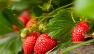 Strawberry harvest