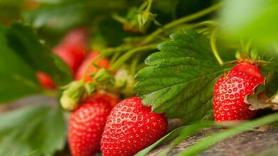 Strawberry harvest