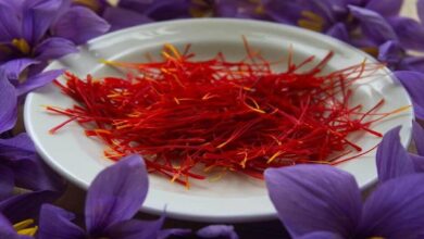 Success story in saffron cultivation