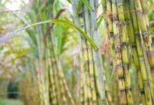 Sugarcane cultivation