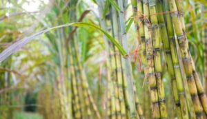 Sugarcane cultivation