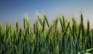 Wheat crop