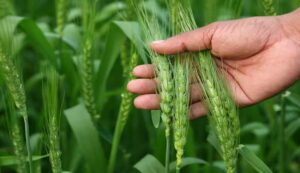 Wheat farming