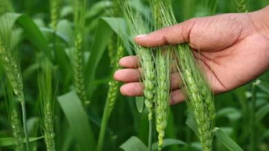 Wheat farming