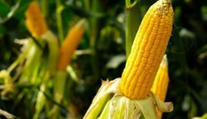 Accelerated maize development scheme