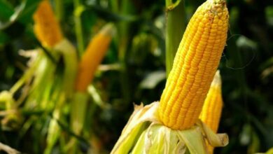 Accelerated maize development scheme