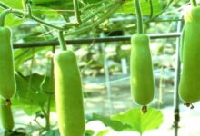 Benefits of gourd cultivation